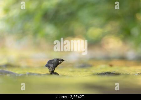 Dipper auf der Suche nach Essen im Fluss Barle, Exmoor. Stockfoto