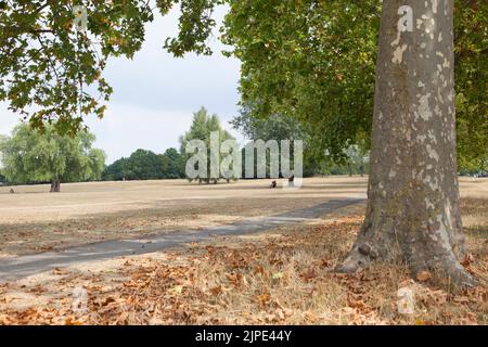 London, Großbritannien, 17. August 2022: Der Streatham Common im Süden Londons ist vollständig braun, da das gesamte Gras aufgrund der jüngsten Dürre ausgetrockelt ist. Tief verwurzelte Bäume sind immer noch grün, aber viele haben einige ihrer Blätter fallen gelassen, um ihre Wasserversorgung zu erhalten. Später am Nachmittag überströmten Regenstürme das Gebiet. Anna Watson/Alamy Live News Stockfoto