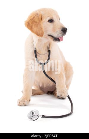 Junge Tierärztin Golden Retriever im weißen Hintergrund Studio Stockfoto