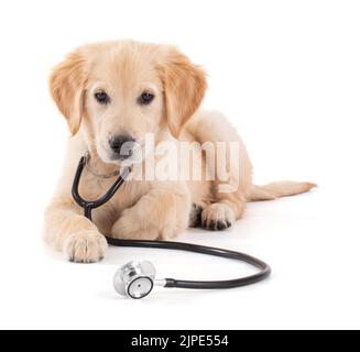 Junger Tierarzt Golden Retriever mit Stethoskop in weißem Hintergrund Studio Stockfoto