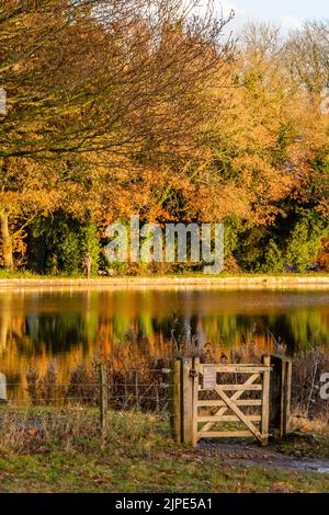 Tor an einem herbstlichen Seeufer mit Spiegelbild von goldenen Bäumen, die sich im ruhigen Wasser des Sees spiegeln. Wunderschöne Herbstfarben an einem Seeufer. Stockfoto