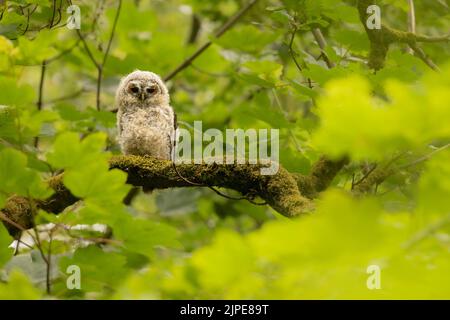 Tawny-Owl-Tussi auf einem Baum. Stockfoto