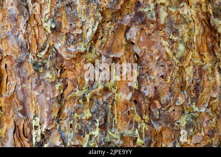 Trauerpickel, Pinderkäfer-Befall 'Dendroctonus ponderosae', Ponderosa Pine 'Pinus ponderosa'. Stockfoto