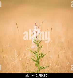 Common thistle growing isolated  in the middle of wild summer grasses in UK countryside. Stockfoto
