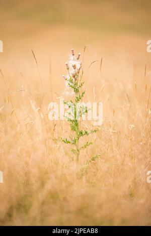 Common thistle growing isolated  in the middle of wild summer grasses in UK countryside. Stockfoto