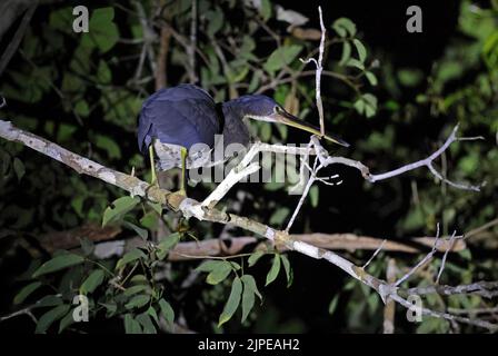 Agami Reiher (Agamia agami) unreif auf Ast über dem Fluss bei Nacht Rio Azul, Brasilien Juli Stockfoto