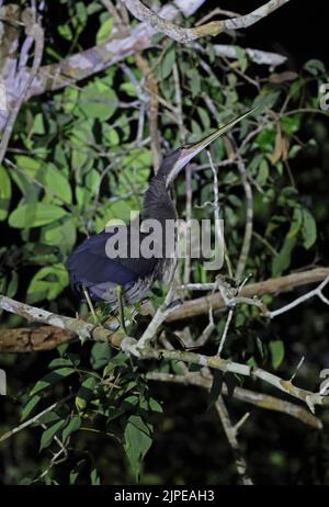 Agami Reiher (Agamia agami) unreif auf Ast über dem Fluss bei Nacht Rio Azul, Brasilien Juli Stockfoto