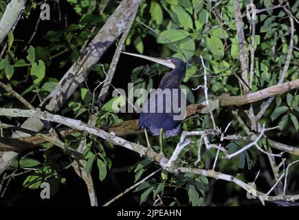 Agami Reiher (Agamia agami) unreif auf Ast über dem Fluss bei Nacht Rio Azul, Brasilien Juli Stockfoto