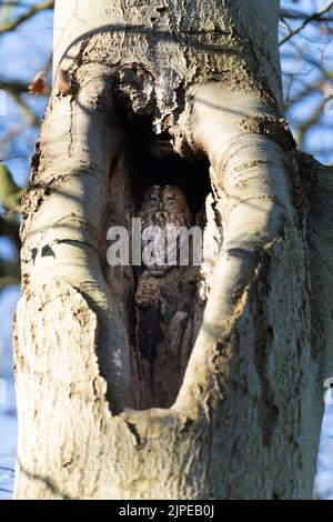 Aufmerksame Waldkauz strix aluco blickt in einem Sommerwald auf eine Kamera, die in einer Öffnung im Stamm eines Baumes sitzt Stockfoto