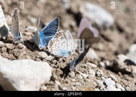 Schlammigem, silberfarbenem Blau (Plebejus argus) Stockfoto