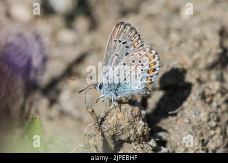 Schlammigem, silberfarbenem Blau (Plebejus argus) Stockfoto