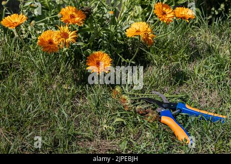 Gartenscheren, der auf dem Gras in der Nähe der Blumen liegt. Hochwertige Fotos Stockfoto