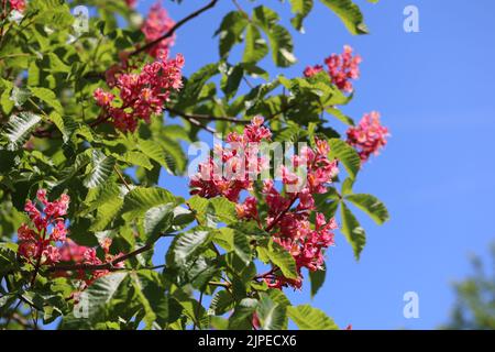 Eine Nahaufnahme der Rotpferdekastanie (Aesculus carnea) gegen den Himmel Stockfoto