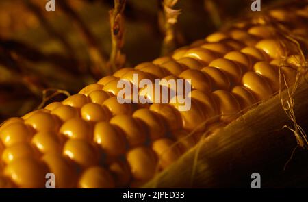 Nahaufnahme einer Ähre aus Mais. Natürlicher Mais, der vom Feld gezupft wird. Herbsterntekonzept. Stockfoto