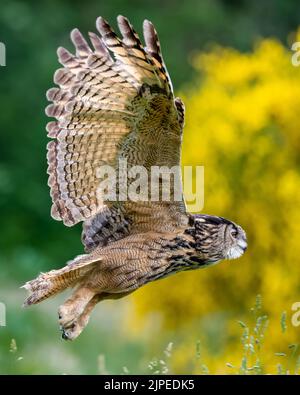 Schöne, riesige europäische Adlereule (Bubo bubo), die tief über dem Feld mit gelb-grünem verschwommenem Hintergrund fliegt Stockfoto