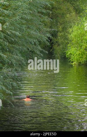 Lone Male Wild Schwimmen im Fluss Avon Chrsitchurch umgeben von Bäumen, Großbritannien Stockfoto