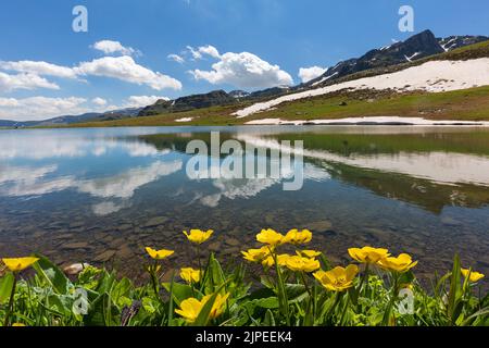 Bergsee und Wildblumen im Hochland der Stadt Uzungol in der Schwarzmeerregion der Türkei Stockfoto