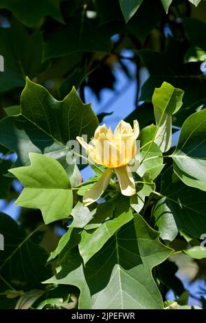 tulpenbaum, Magnolienwächse, liriodendron tulipifera, Tulpenbäume Stockfoto