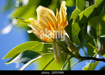 Blüte, Tulpenbaum, Magnolienwächse, liriodendron tulipifera, Blüten, Tulpenbäume Stockfoto