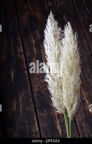 American pampassgras, cortaderia selloana Stockfoto