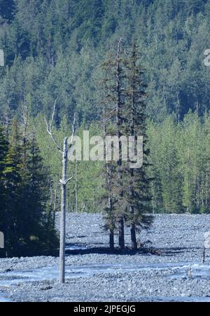 29. Juli 2022, Kenai Fjord National Park, Alaska, USA: Exit Glacier ist ein Gletscher, der vom Harding Ice Field in den Kenai Mountains vor dem Anchorage - Seward Highway abgeleitet wurde, Freitag, 29. Juli 2022. Seit 2004 ist sie um mehr als 2.300 Fuß zurückgegangen. (Bild: © Mark Hertzberg/ZUMA Press Wire) Stockfoto