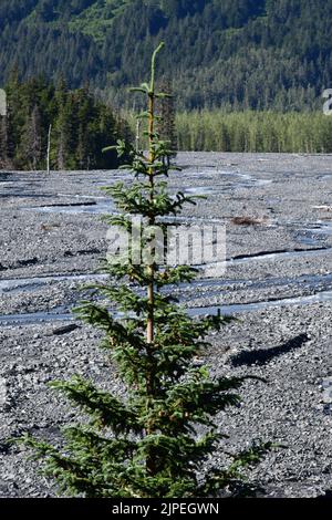 29. Juli 2022, Kenai Fjord National Park, Alaska, USA: Exit Glacier ist ein Gletscher, der vom Harding Ice Field in den Kenai Mountains vor dem Anchorage - Seward Highway abgeleitet wurde, Freitag, 29. Juli 2022. Seit 2004 ist sie um mehr als 2.300 Fuß zurückgegangen. (Bild: © Mark Hertzberg/ZUMA Press Wire) Stockfoto