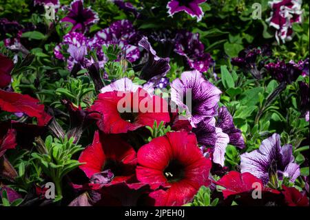 Eine Nahaufnahme von Petunienblumen, die im Garten wachsen Stockfoto