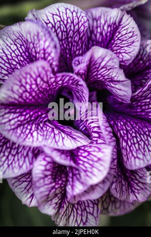 Eine vertikale Aufnahme von Petunia Blume, die im Garten wächst Stockfoto