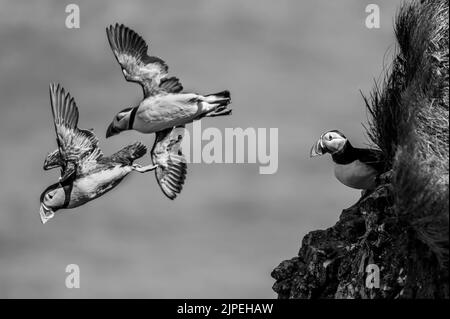 Der Atlantische Papageitaucher, Fratercula Arctica, fliegt von einer Grasklippe aus in die Flucht Stockfoto