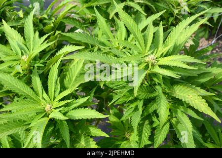 Legale Marihuana- oder Cannabispflanzen, die auf einer nachhaltigen Farm in der Nähe der Stadt Creemore (Ontario, Kanada) im Freien angebaut werden. Stockfoto