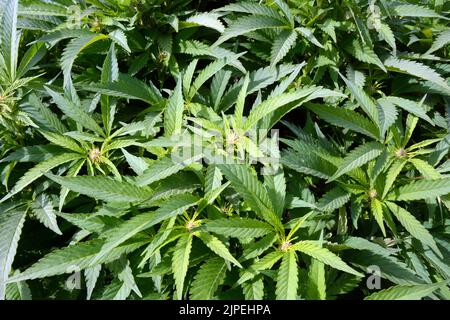 Legale Marihuana- oder Cannabispflanzen, die auf einer nachhaltigen Farm in der Nähe der Stadt Creemore (Ontario, Kanada) im Freien angebaut werden. Stockfoto