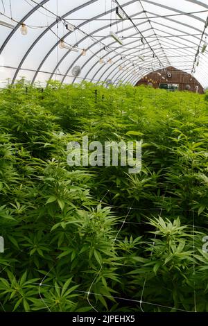 Legale Marihuana- oder Cannabispflanzen, die in einem Gewächshaus auf einer nachhaltigen Farm in der Nähe der Stadt Creemore (Ontario, Kanada) angebaut werden. Stockfoto