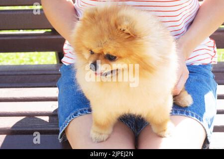 Rot-gelber pommerscher Spitz-Hund, der auf dem Schoß einer jungen schönen Frau auf dem Hintergrund einer braunen Bank sitzt Stockfoto