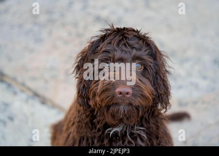 Nahaufnahme eines rotbraunen Kakapoo-Welpen mit rosafarbenen Nasen, Augen auf die Kamera gerichtet Stockfoto