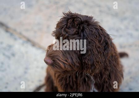 Nahaufnahme eines rotbraunen Kakapoo-Welpen mit rosafarbenen Nasen, Augen auf die Kamera gerichtet Stockfoto