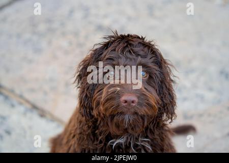 Nahaufnahme eines rotbraunen Kakapoo-Welpen mit rosafarbenen Nasen, Augen auf die Kamera gerichtet Stockfoto