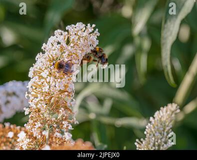 Hummeln (Bombus) ernähren sich von einer buddleja Buddleia Busch weißen Blüten Stockfoto