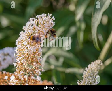 Hummeln (Bombus) ernähren sich von einer buddleja Buddleia Busch weißen Blüten Stockfoto