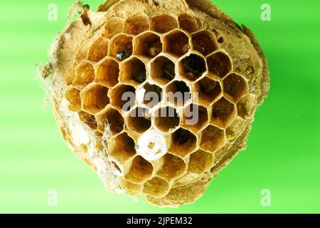 Nahaufnahme von Wespennest Makro Stockfoto