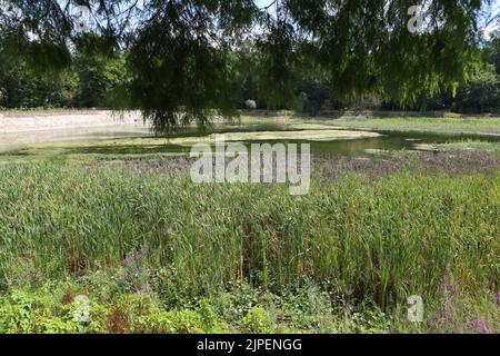 Dégradation écologique. Les étangens de Corot. Ville d’Avray. Haut-de-seine. Ile-de-France. Frankreich. Europa. Stockfoto