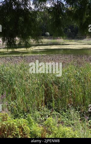 Dégradation écologique. Les étangens de Corot. Ville d’Avray. Haut-de-seine. Ile-de-France. Frankreich. Europa. Stockfoto