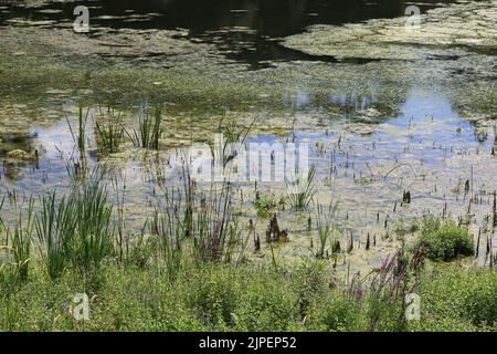 Dégradation écologique. Les étangens de Corot. Ville d’Avray. Haut-de-seine. Ile-de-France. Frankreich. Europa. Stockfoto