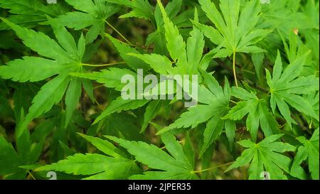 Eine Nahaufnahme von Cannabis blühenden Pflanzen Stockfoto