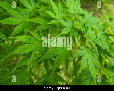 Eine Nahaufnahme von Cannabis blühenden Pflanzen Stockfoto