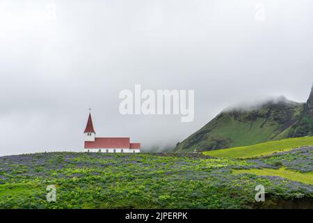 Die lutherische Myrdal-Kirche in Vik, Island, umgeben von blühenden Lupinenblumen Stockfoto