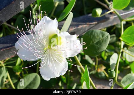 spinnenblume Cleome spinosa, Capparaceae Stockfoto