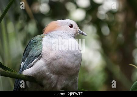 Nahaufnahme einer grünen Kaisertaube mit flachem Fokus (Ducula aenea) Stockfoto