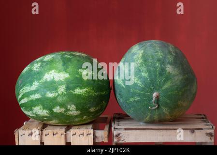 Zwei grüne Wassermelonen liegen nebeneinander auf Holzkisten für Obst. Der Hintergrund ist rot. Stockfoto