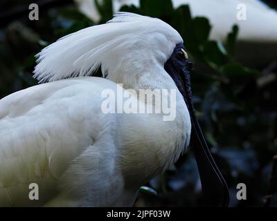 Phänomenaler, toller Royal Spoonbill mit einem makellosen weißen Wappen. Stockfoto