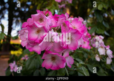 Eine Nahaufnahme der wunderschönen Rosa 'Lavender Dream' Blumen in einem Garten Stockfoto